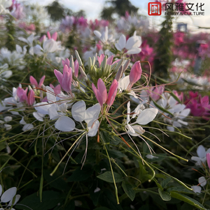 成人a片在线观看
